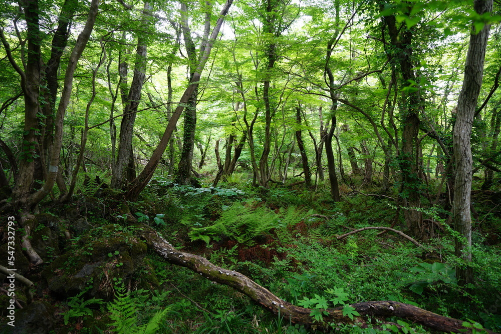dense wild forest in springtime dense wild forest in springtime