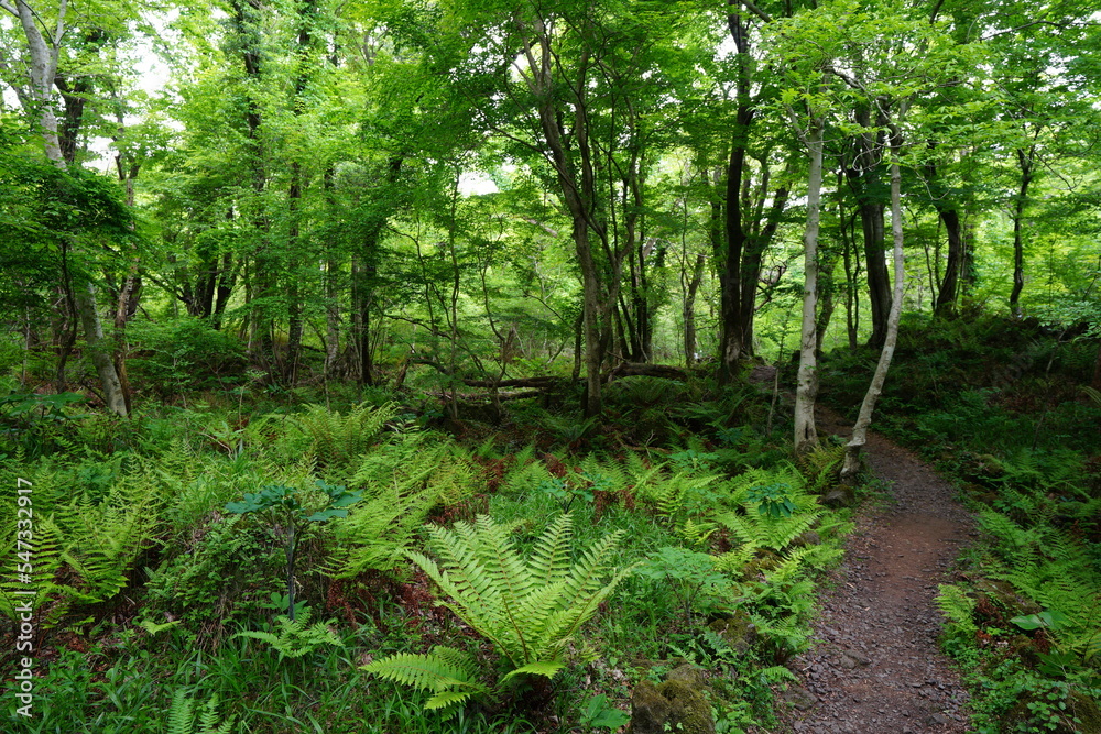 fresh fern in spring forest