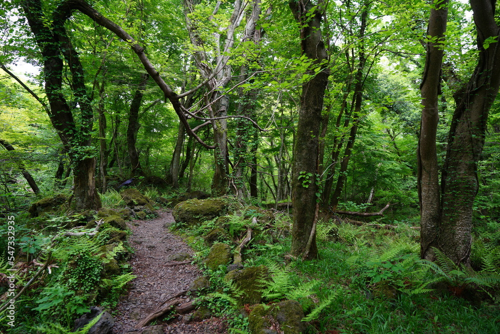 fine spring path through mossy rocks and trees fine spring path through mossy rocks and trees