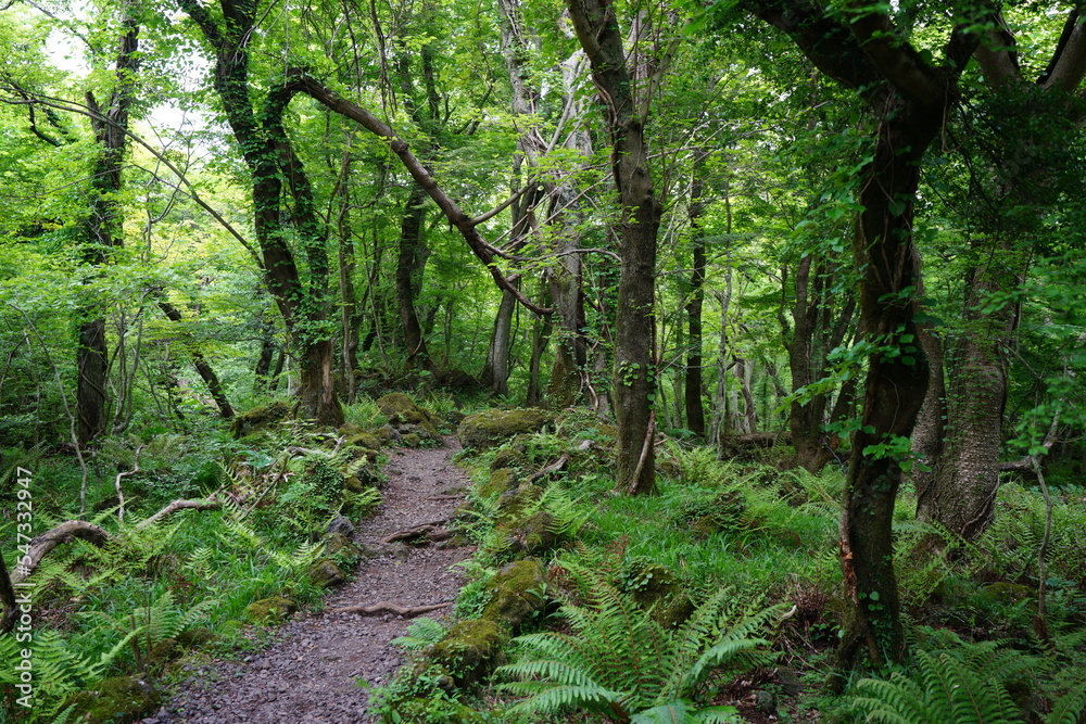 fine path through old trees