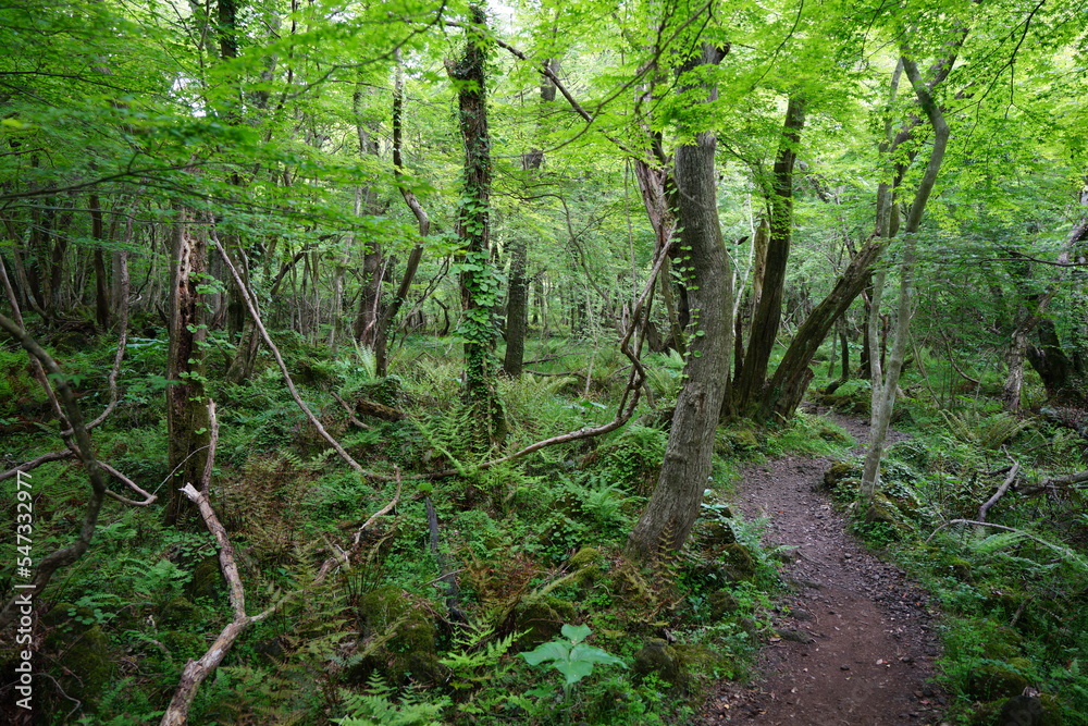 refreshing spring forest with fern and old trees