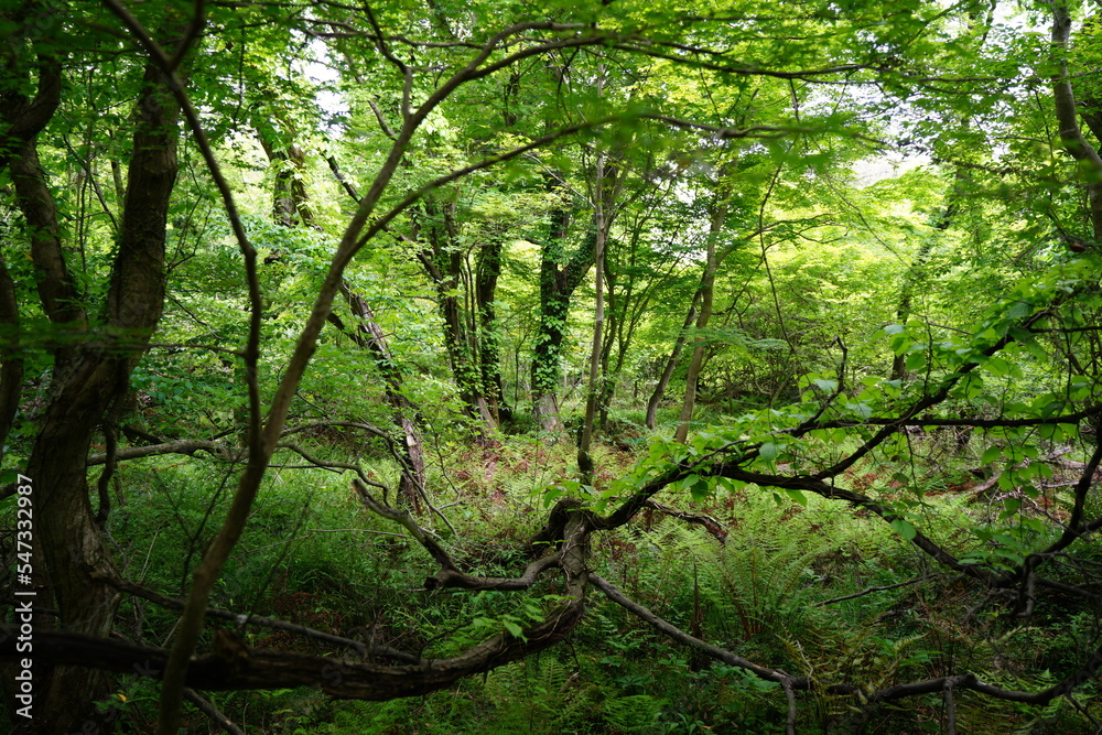 thick wild forest in spring
