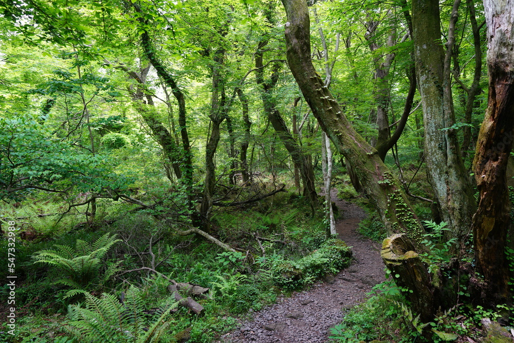 fine path through old trees