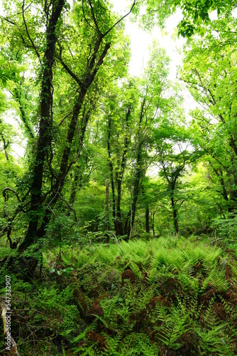fresh fern in spring forest © SooHyun