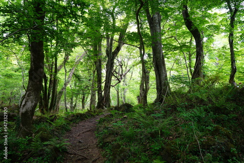 refreshing spring forest with fern and old trees