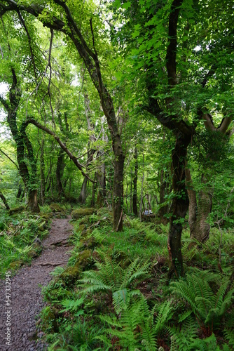 Fototapeta Naklejka Na Ścianę i Meble -  fine spring path through mossy rocks and trees