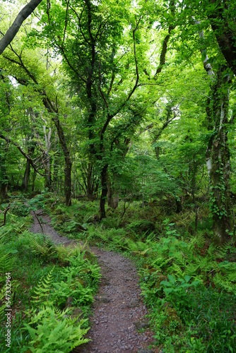 fine spring path through mossy rocks and trees