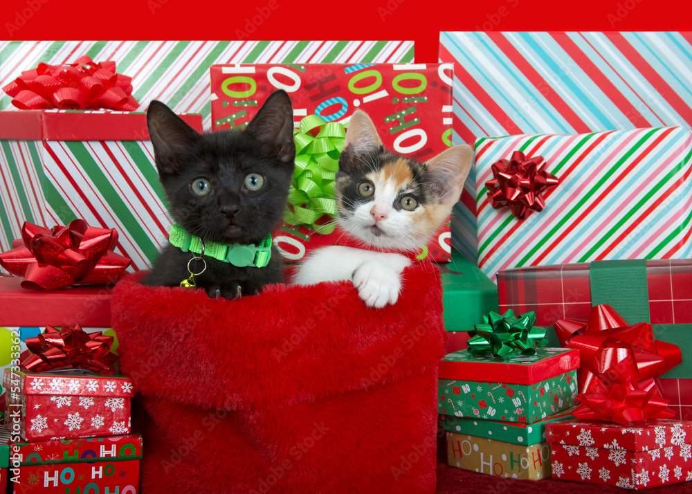 Ταπετσαρία Tri-color calico kitten and black kitten wearing vibrant green and red collars peeking out of holiday stocking surrounded by colorful Christmas presents