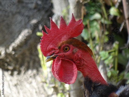 close up of a rooster