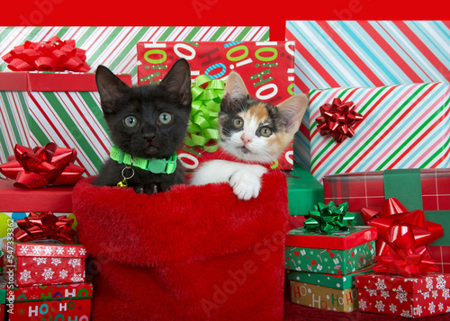 Photography Tri-color calico kitten and black kitten wearing vibrant green and red collars peeking out of holiday stocking surrounded by colorful Christmas presents