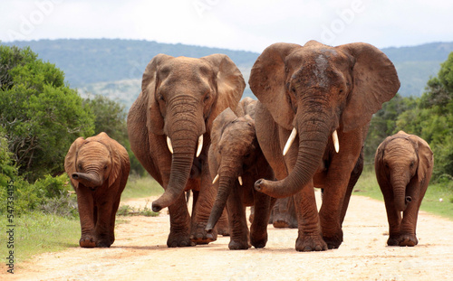 elephants in the national park of Kenya