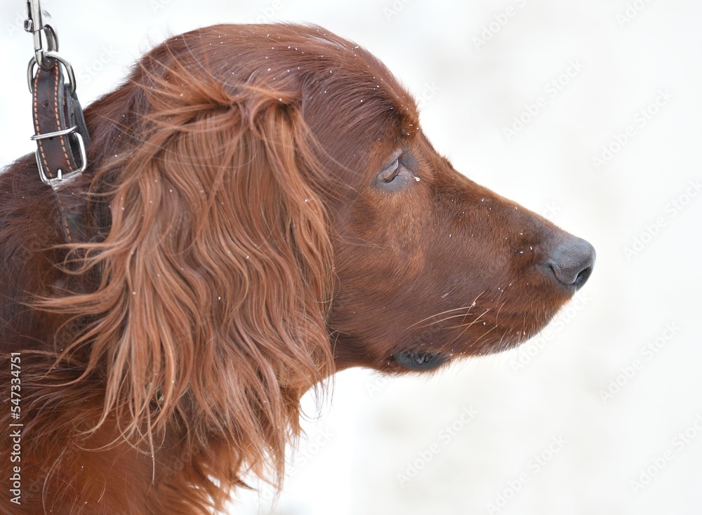 Dog breed Irish Red setter