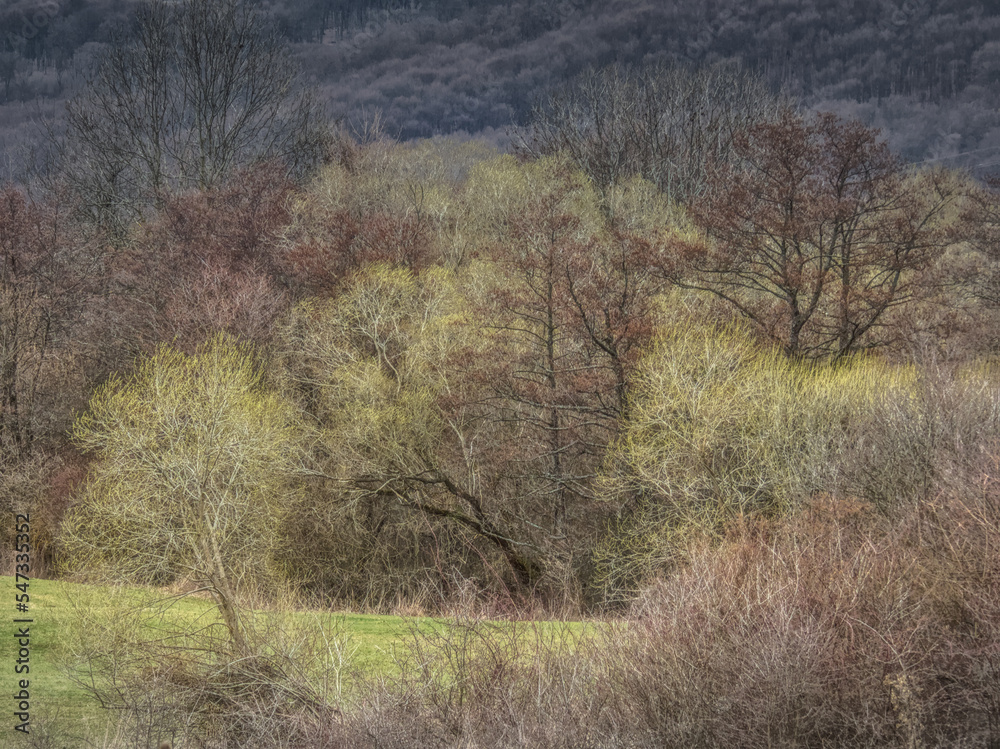 Early spring colors of trees and bushes