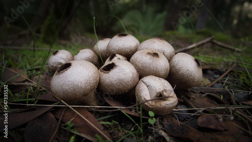 A cluster of unique Fungi in Takone, Tasmania