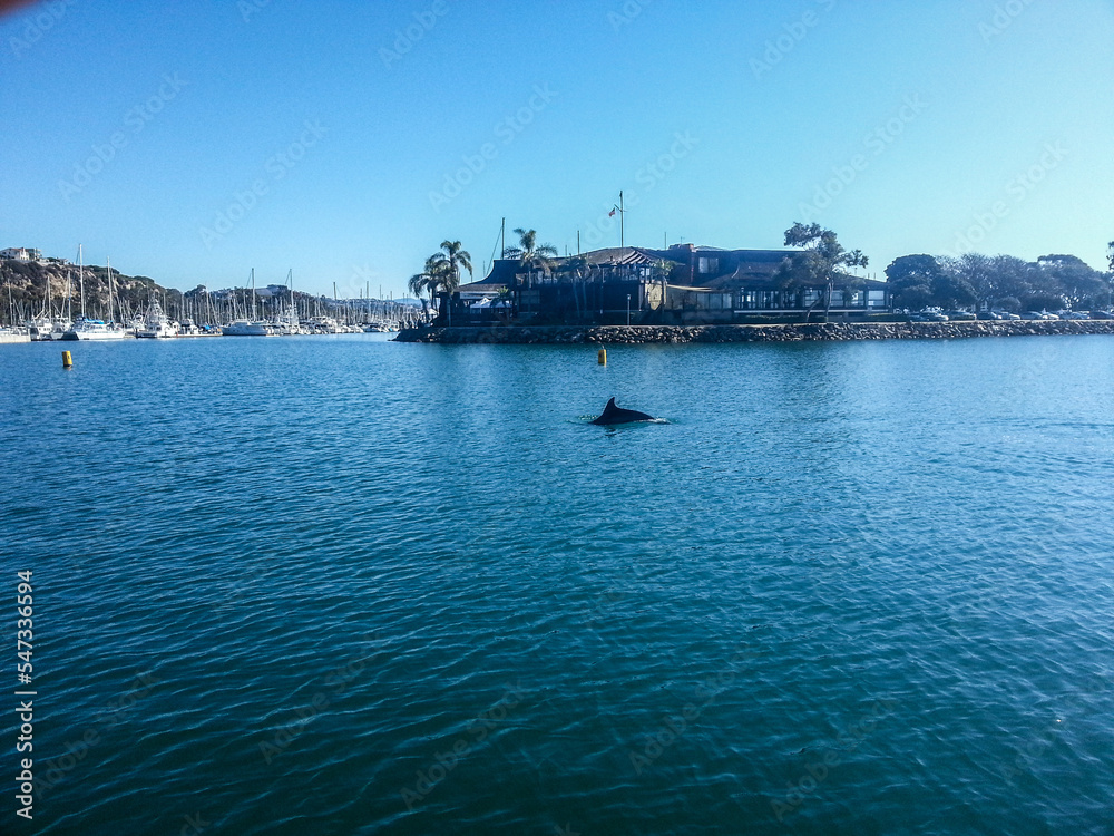 Dolphin In Harbor