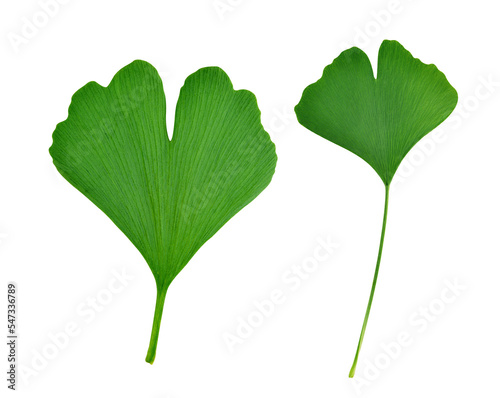 Foto Green ginkgo biloba leaves isolated on transparent background, PNG