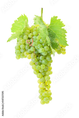 Bunch of grapes isolated on white