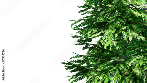 Christmas Tree Branches Isolated on PNGs transparent background 