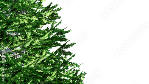 christmas tree branches Isolated on PNGs transparent background 