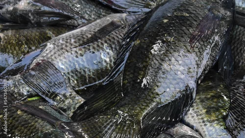 Live caught tilapia fish. Fresh tilapia fishing in India. fresh street