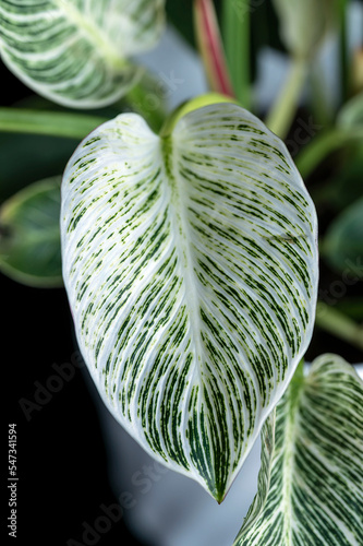 Philodendron Birkin, a tropical houseplant with green leaves variegated with white stripes photo