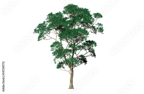 High Quality 3D Green Trees Isolated on PNGs transparent background   Use for visualization in architectural design or garden decorate