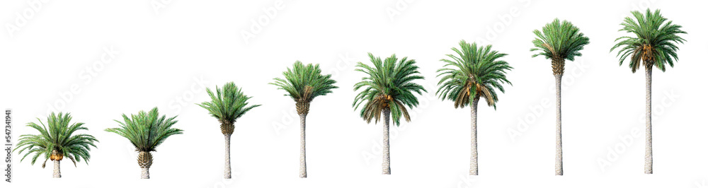 Beautiful 3D Collection Growth of canary palm Trees Isolated on PNGs transparent background , Use for visualization in architectural design or garden - obrazy, fototapety, plakaty 