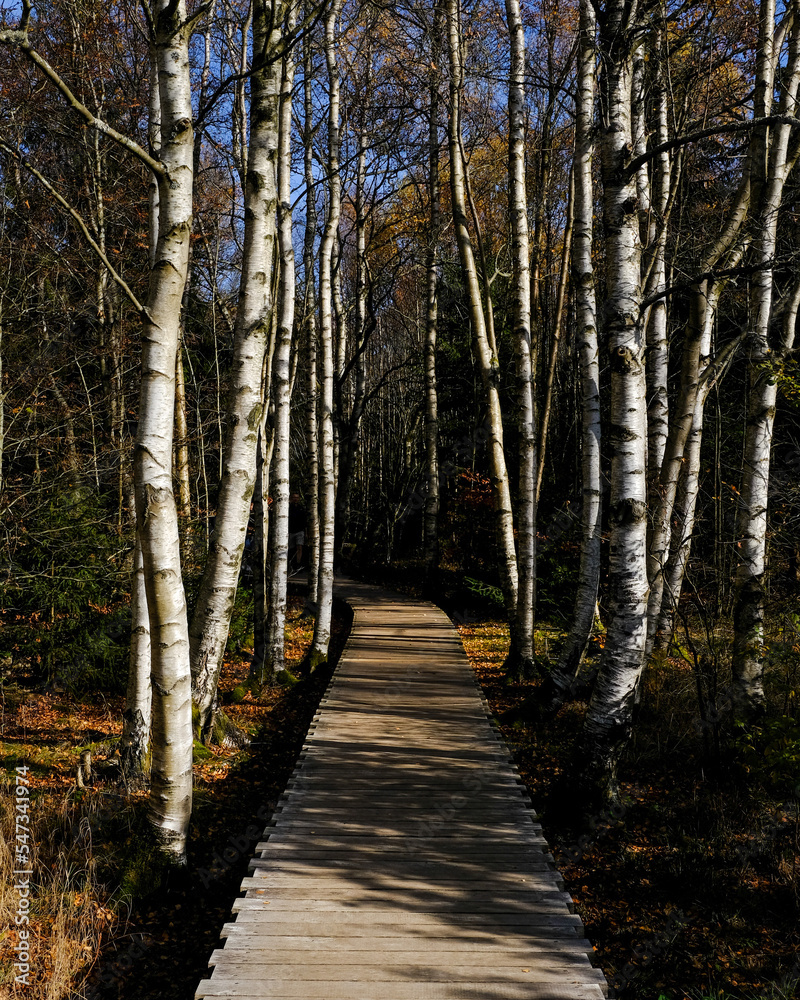 Fototapeta premium Schwarzes Moor at Rhön, Germany