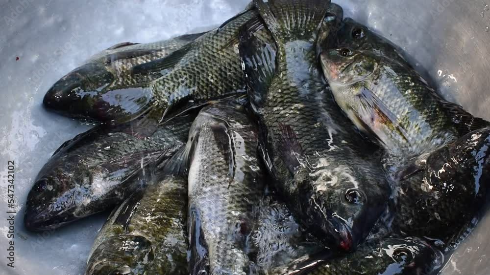 Live caught tilapia fish. Fresh tilapia fishing in India. fresh street