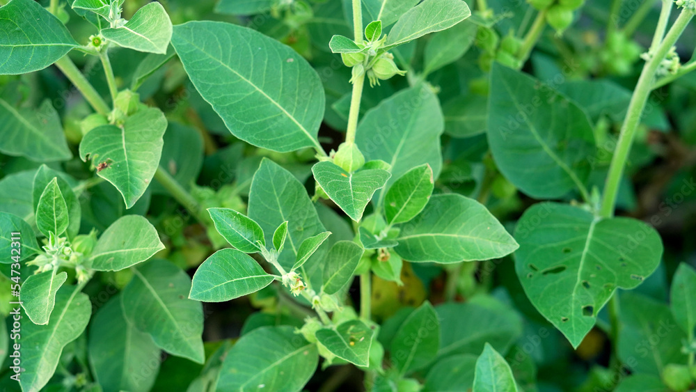 Withania somnifera plant known as Ashwagandha. Indian ginseng herbs, poison gooseberry Withania somnifera plant known as Ashwagandha. Indian ginseng herbs, poison gooseberry