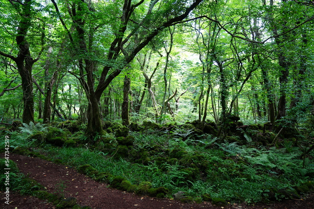 fascinating summer forest with fine path