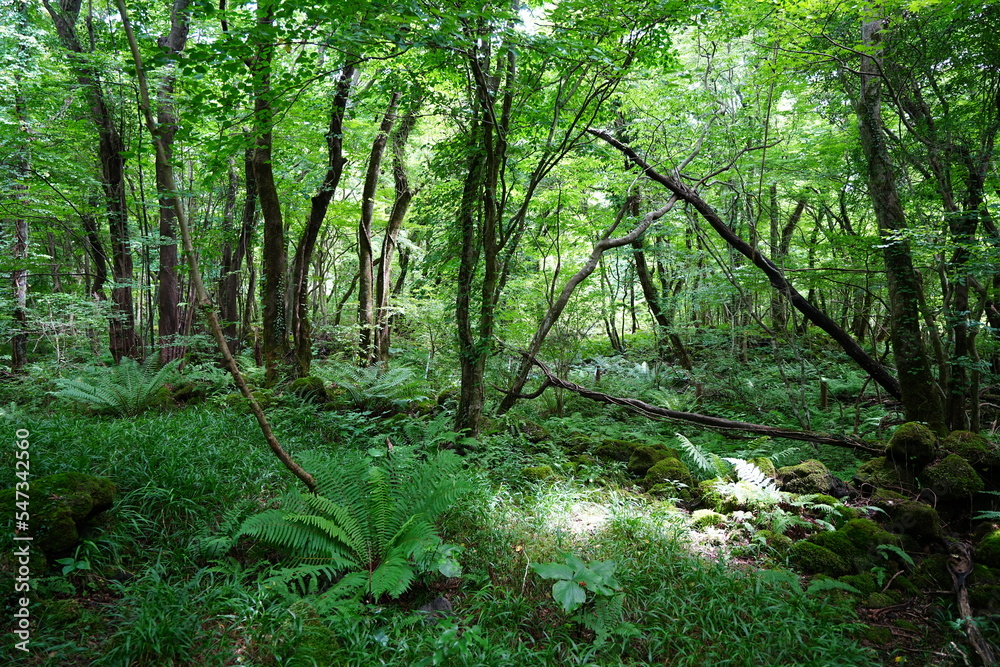 Fototapeta premium fern and old trees in primeval forest