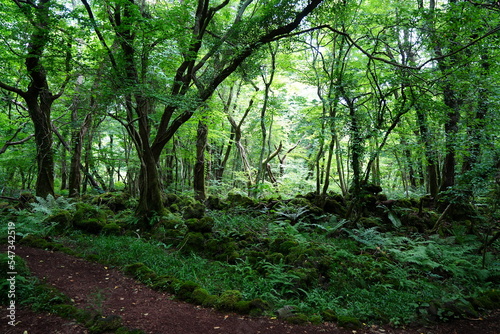 fascinating summer forest with fine path