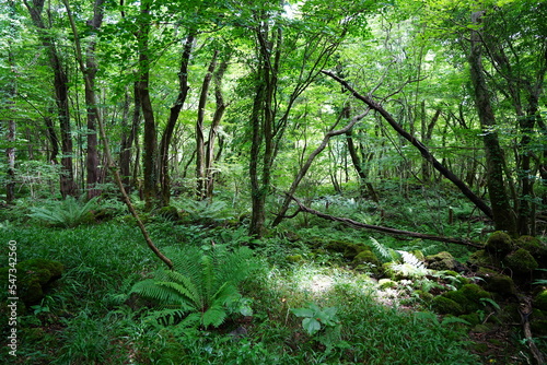 Fototapeta Naklejka Na Ścianę i Meble -  fern and old trees in primeval forest
