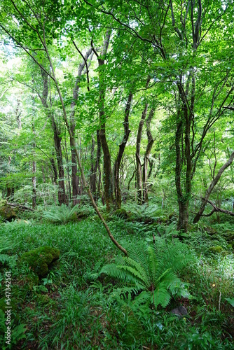 fern and old trees in primeval forest