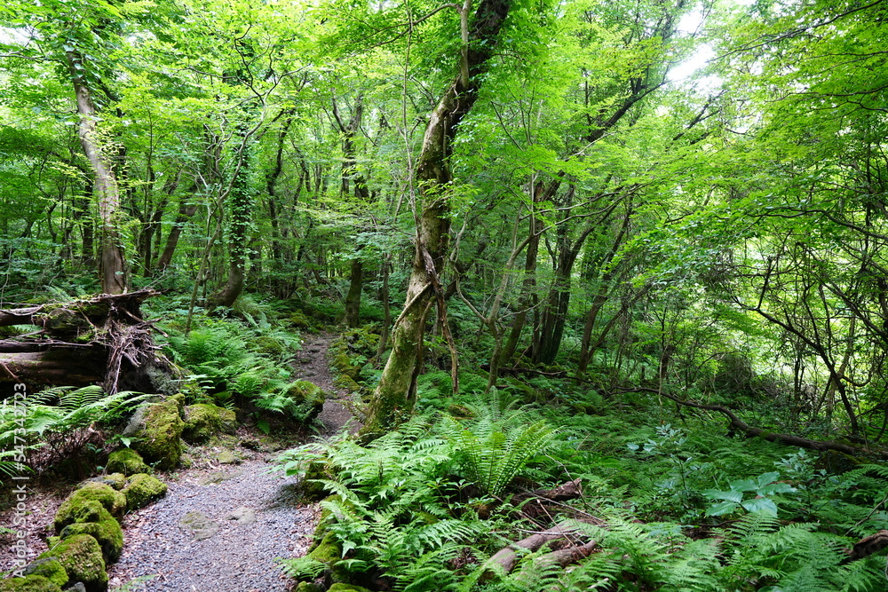 Obraz premium summer path through mossy trees and rocks
