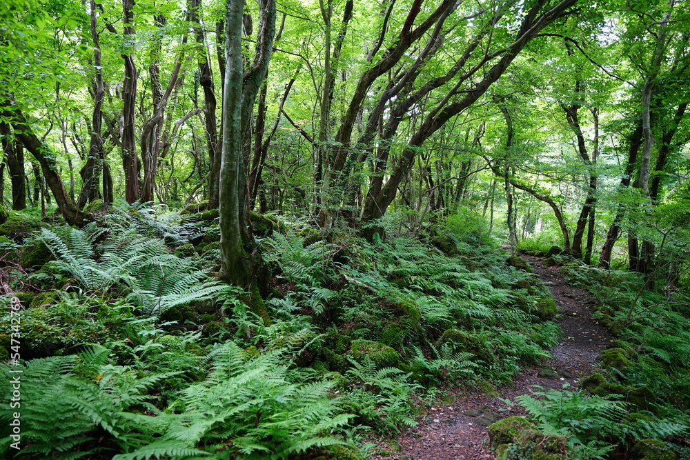 beautiful wild forest with path beautiful wild forest with path