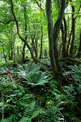 Fototapeta fern and old trees in primeval forest