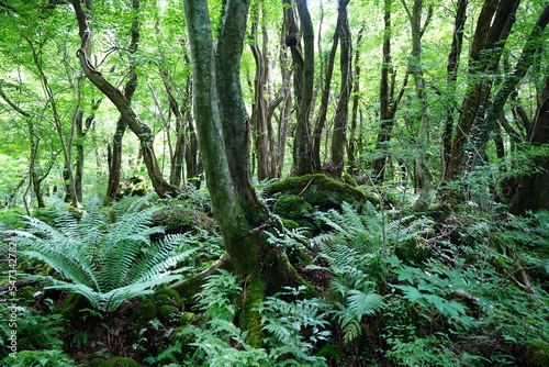 Obraz na plátně fern and old trees in primeval forest