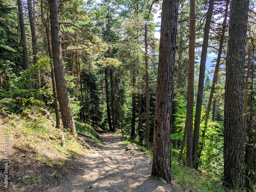 Beautiful view of the coniferous forest. The rays of the sun break through the branches of trees. The footpath leads deep into the forest. Nature concept
