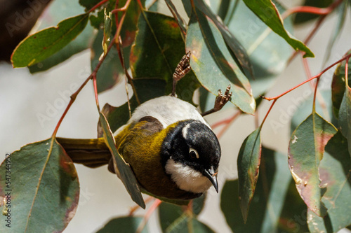 Gilbert's Honeyeater in Western Australia photo