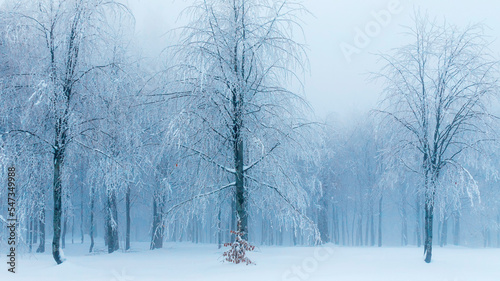 foggy weather and snowy trees. kartepe - kuzuyayla nature park