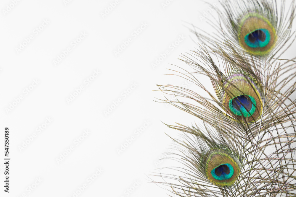 Fototapeta premium Peacock feather horizontally isolated on a white background. copy space