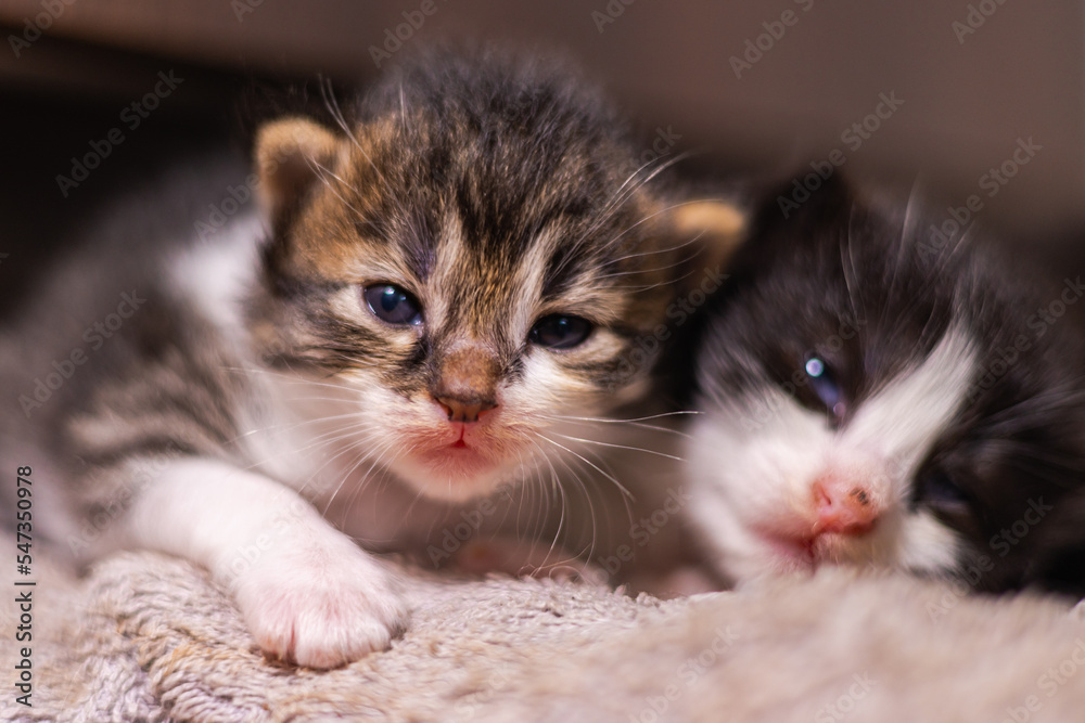 Cute little baby kitten on fur white blanket. Two weeks old baby cat on her blanket looks curious into the camera. The first exploration of a new born kitten. Street cat mixture breed adopted mother Cute little baby kitten on fur white blanket. Two weeks old baby cat on her blanket looks curious into the camera. The first exploration of a new born kitten. Street cat mixture breed adopted mother