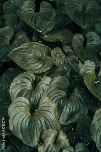 wet Green jungle leaf