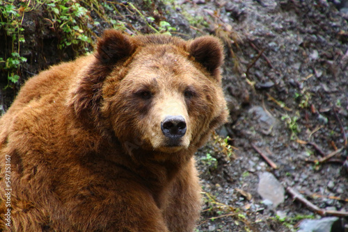Alaska, grizzly bear photographed in the Bear Fortress in Sitka