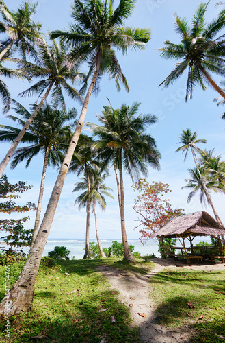 Tropical landscape. Resort in beautiful green coconut palms plantation.