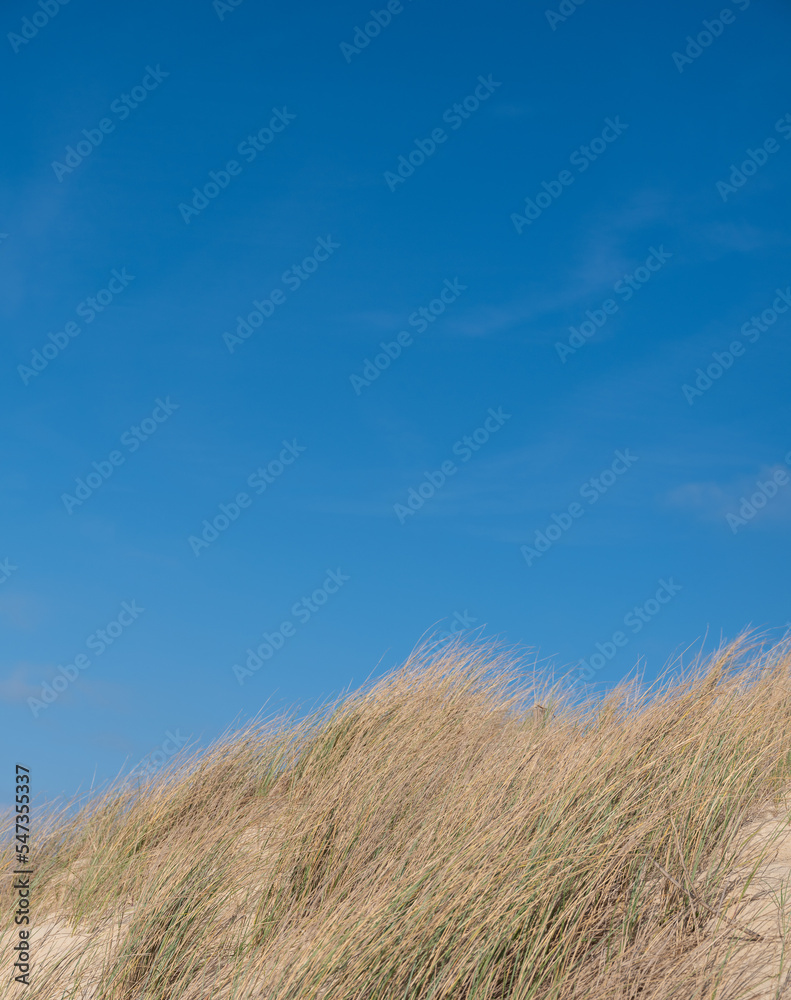 Herbes hautes sur ciel bleu