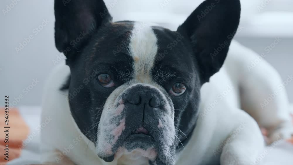 sad french bulldog looking at the camera lying on the sofa slow motion sad french bulldog looking at the camera lying on the sofa slow motion