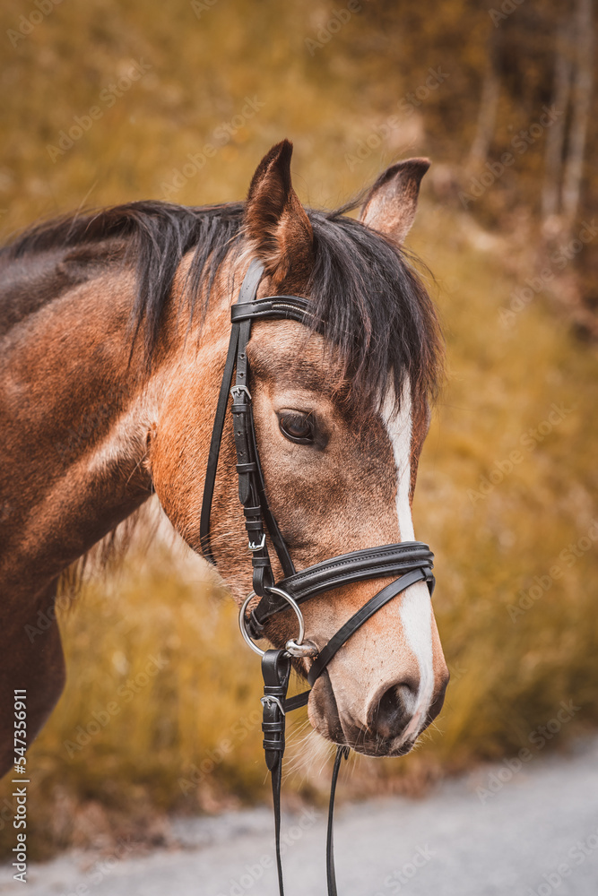 Obraz premium Junges Reitpony